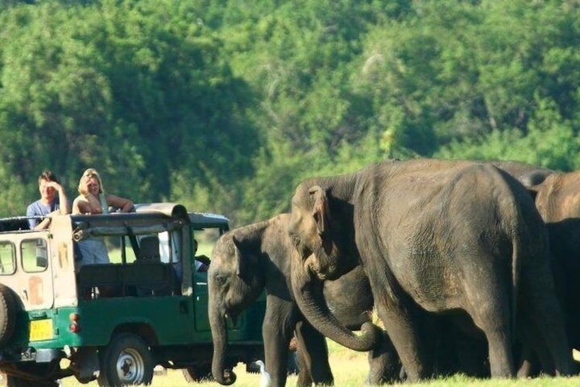 Private Day Tour to Sigiriya Rock & One Of a Elephant Park From Colombo.