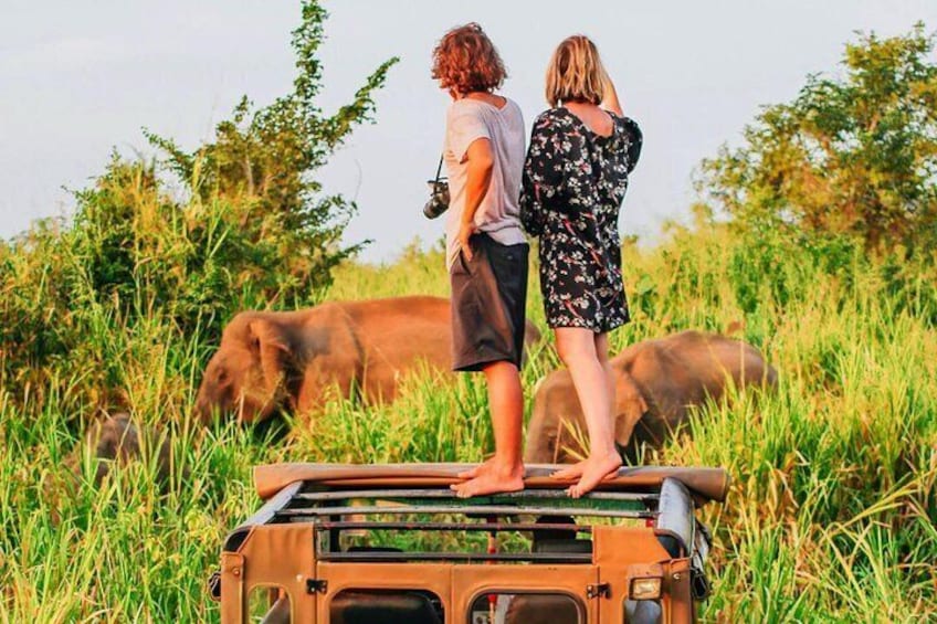 Private Day Tour to Sigiriya Rock & One Of a Elephant Park From Colombo.