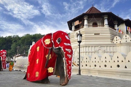 Private Day Tour Of Kandy From Galle and Bentota