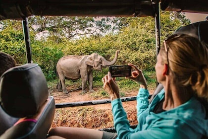 Day Tour Of Sigiriya Dambulla and Jeep Safari From Kandy