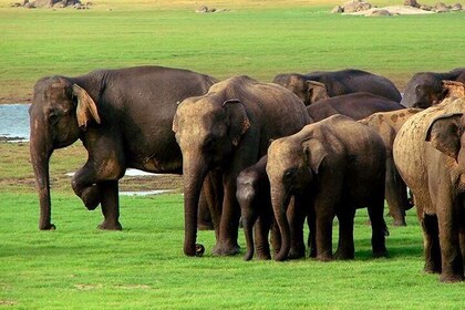 Jeep Safari till Udawalawa National Park