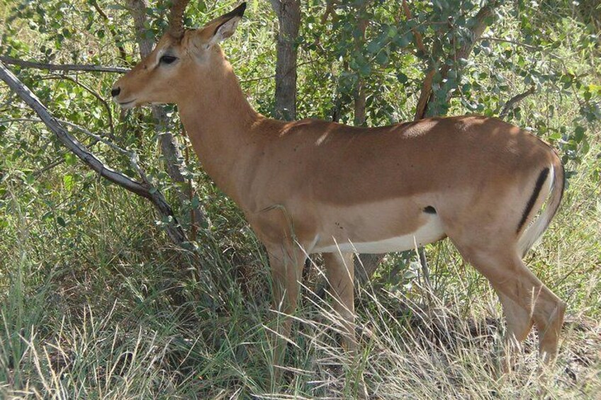 Pilanesberg National Park Open Truck