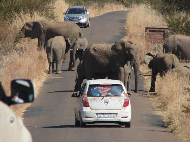 Pilanesberg National Park Open Truck