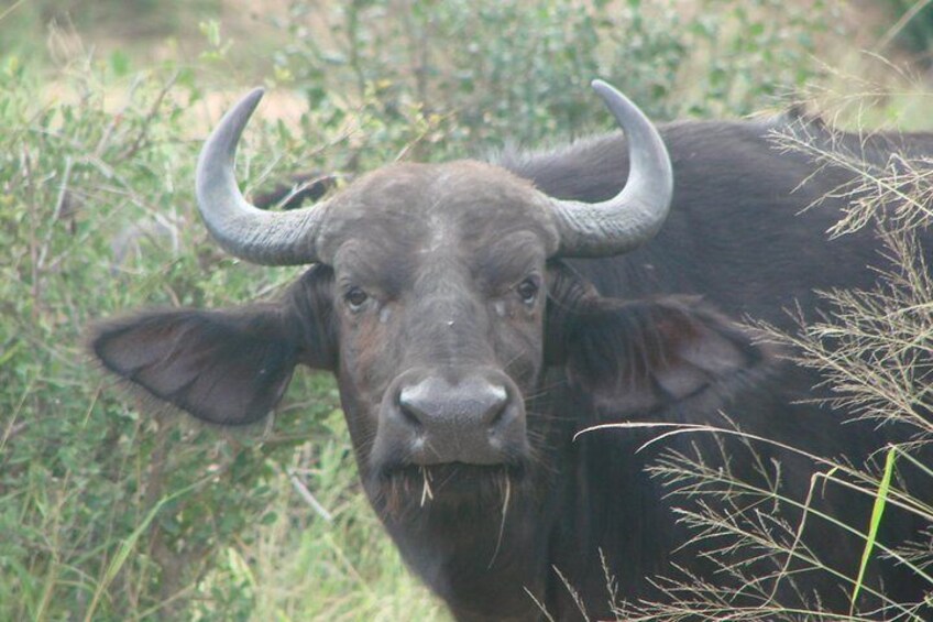 Pilanesberg National Park Open Truck