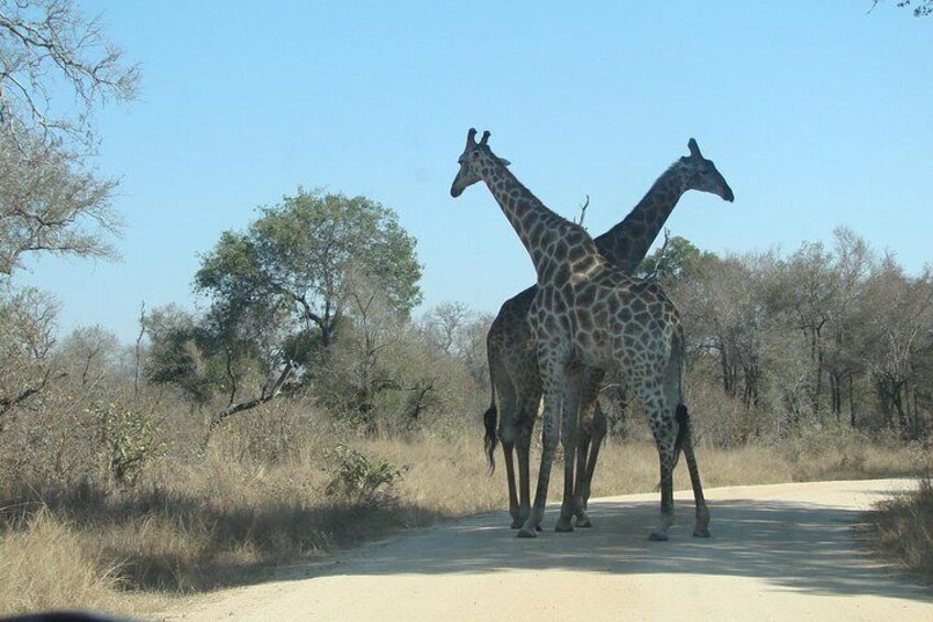 Pilanesberg National Park Open Truck