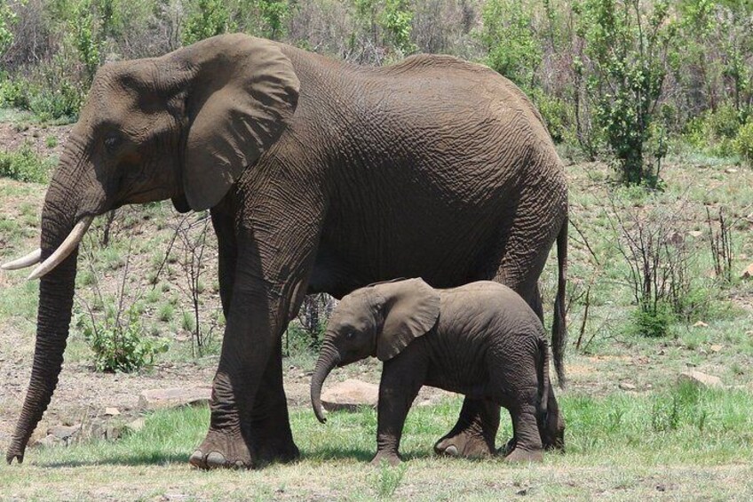 Pilanesberg National Park Open Truck