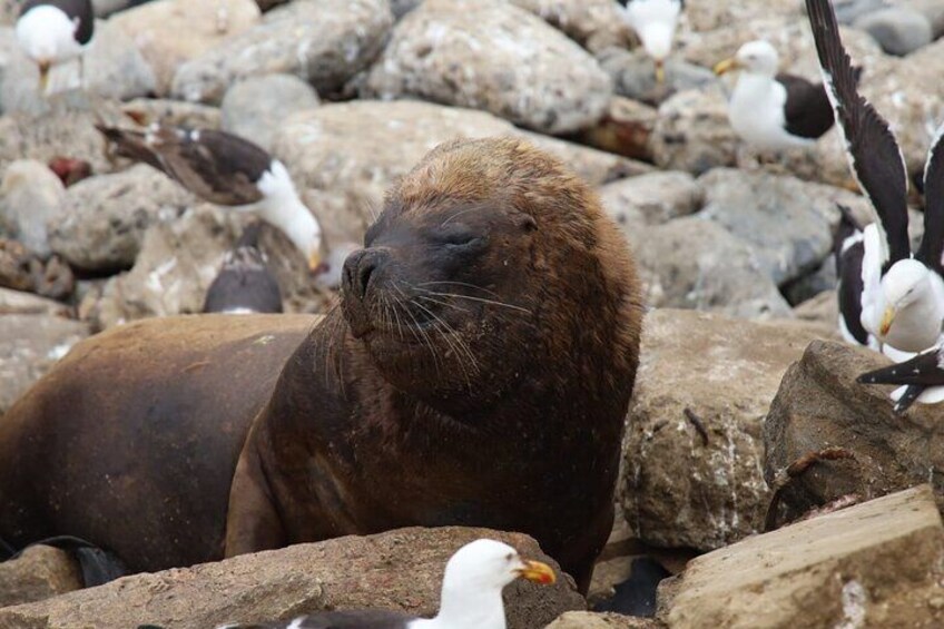 Valparaiso Private Tour and Wine Tasting