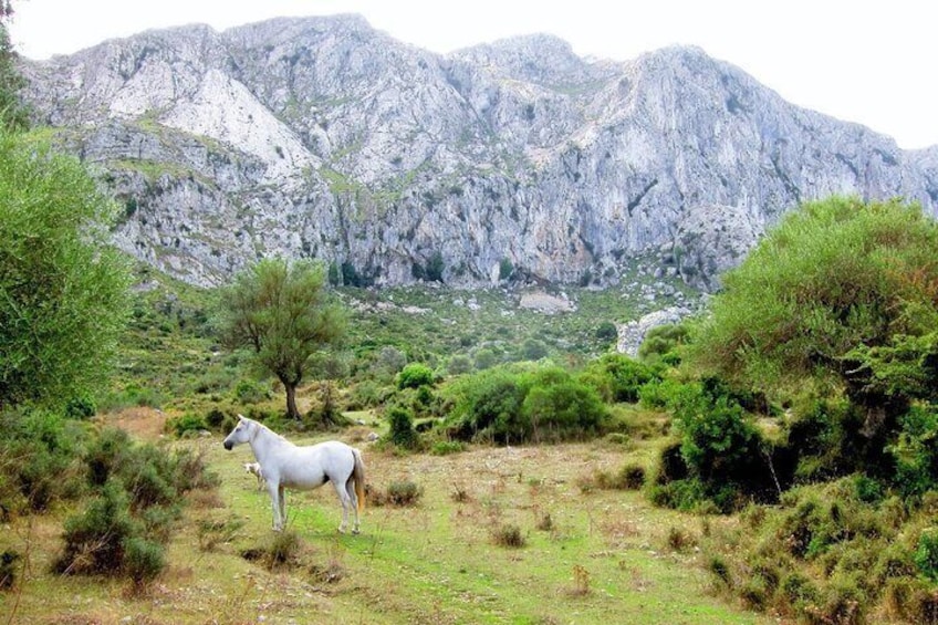 Hiking Private Tour in Pollensa