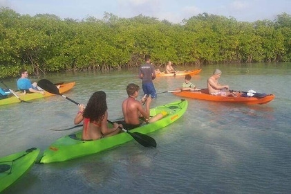 Aruba kajaktur med glasbotten genom mangroveskogen