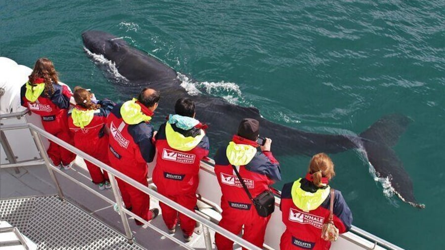 Whale Watching from Downtown Akureyri