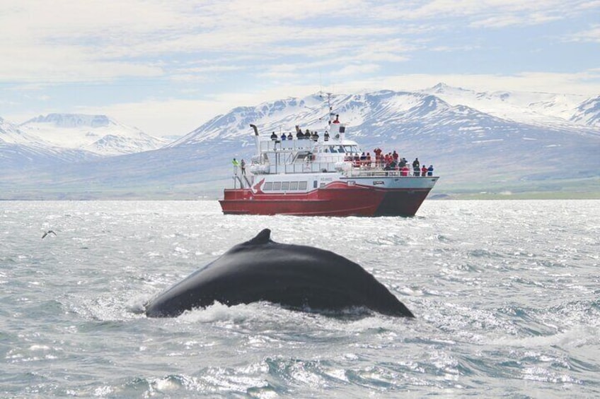 Whale Watching from Downtown Akureyri