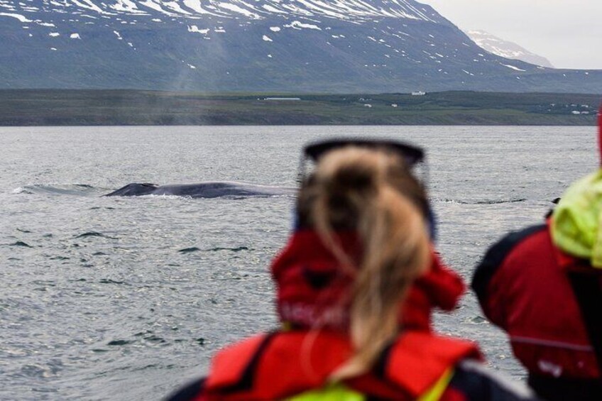 Whale Watching Small-Group Tour from Akureyri