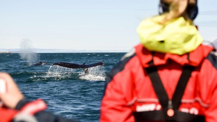 Akureyri Express Whale Watching by RIB boat