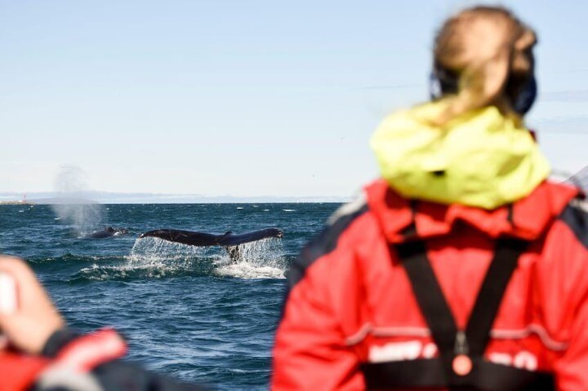 Whale Watching Small-Group Tour from Akureyri