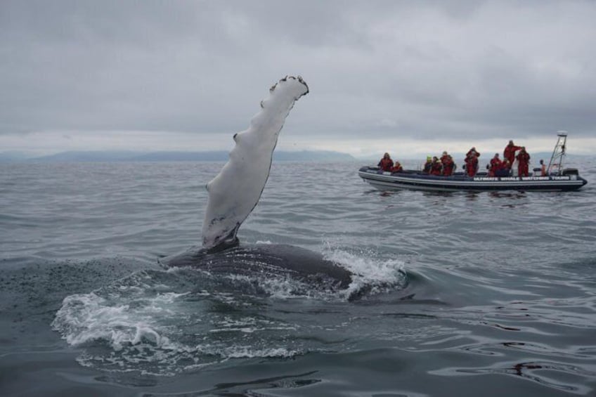 View humpback whales on this small-group tour.