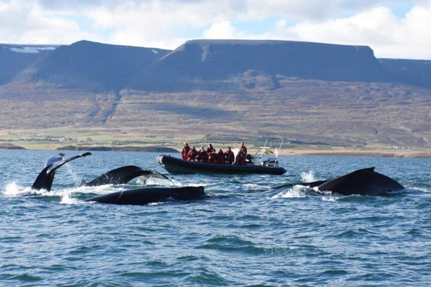 Humpback Whales in Eyjafjordur