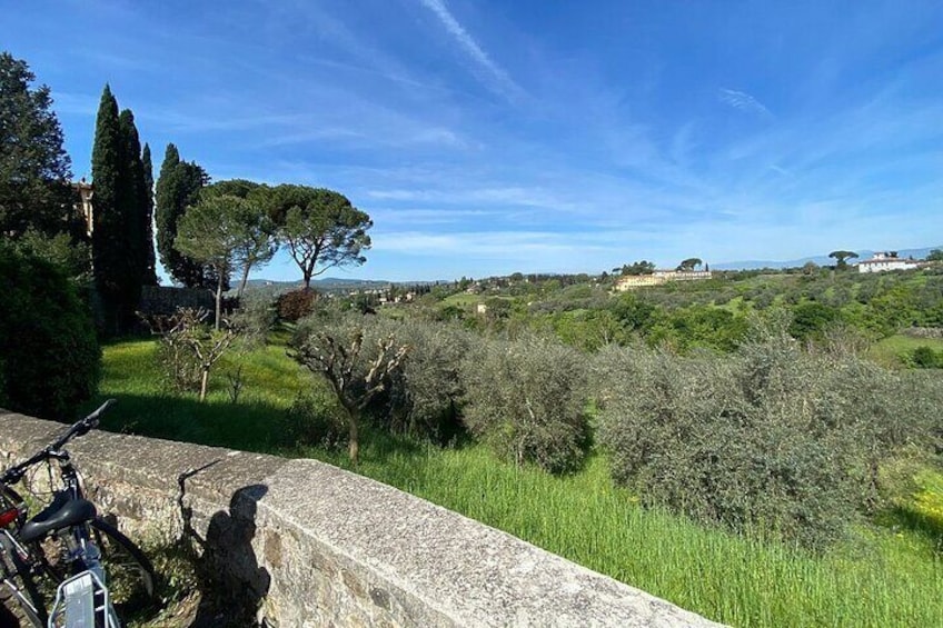 olive groves 