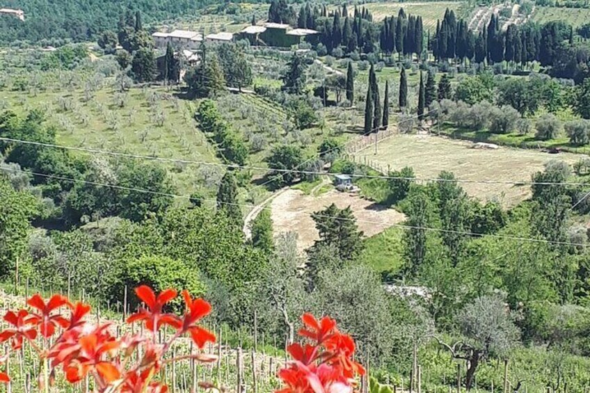 San Gimignano and Vernaccia Wine Tour with Lunch at Farm