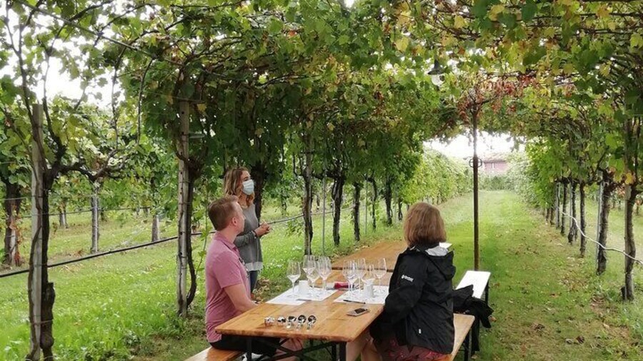 Full Day Wine Tour and Tasting in the Prosecco Region