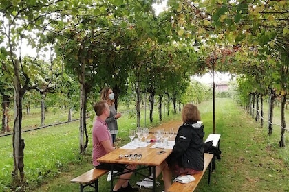 Prosecco - Vintur og smagning - Hel dag i Prosecco-regionen