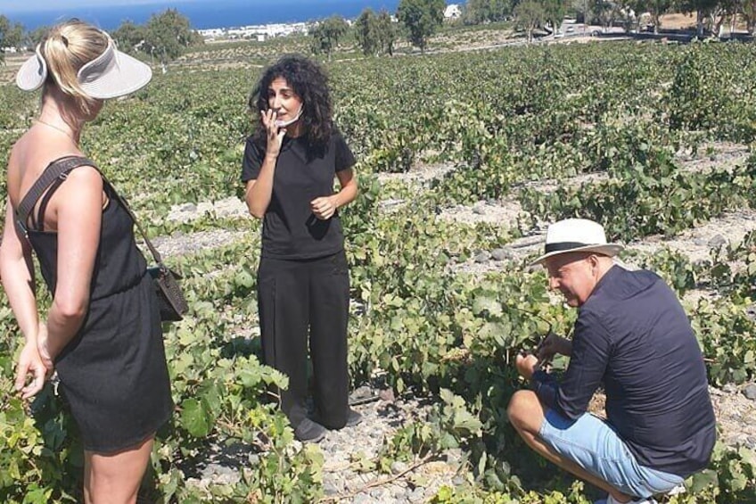 Santorini Wine Secrets