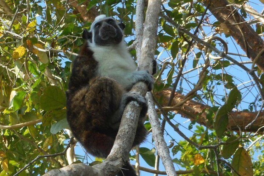 Monkey Island at Gatun Lake