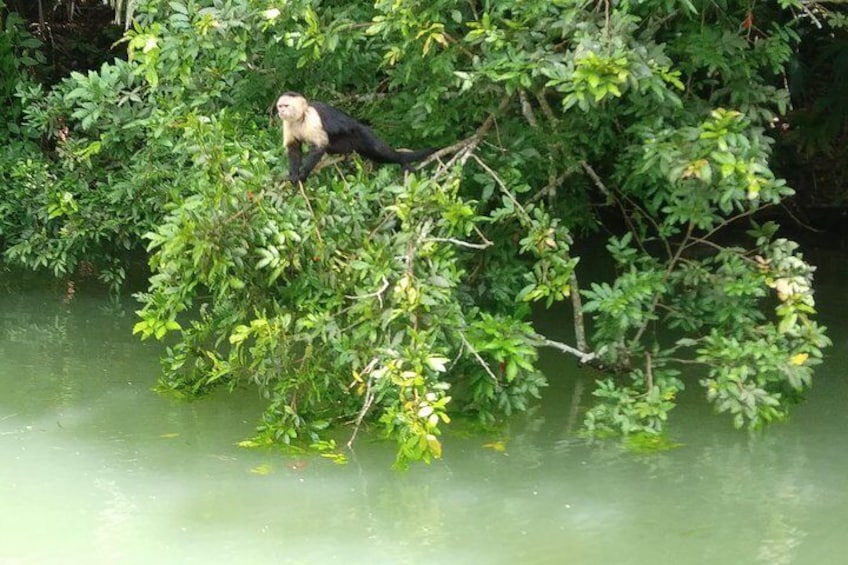 Monkey Island at Gatun Lake