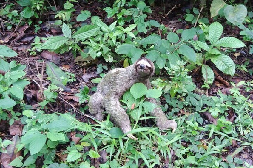 We do our best to find animals for you to see them