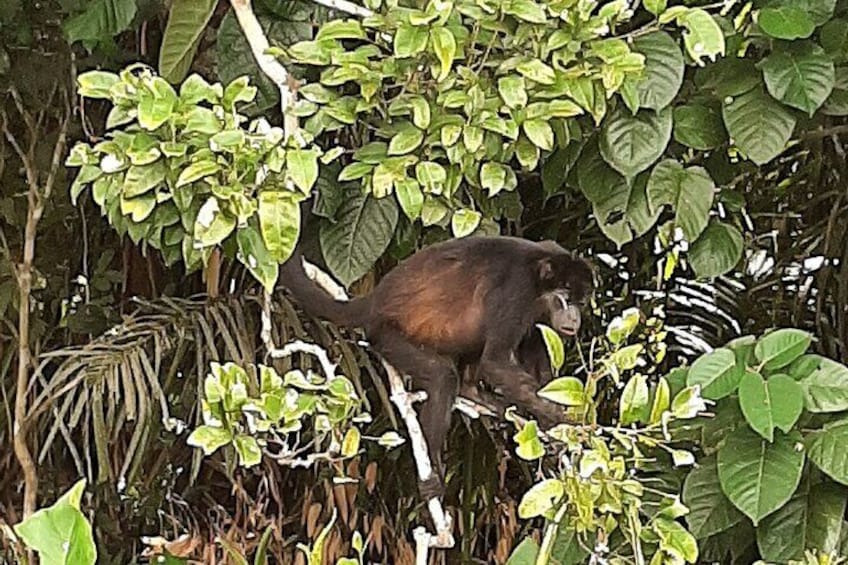 Private Tour in the Panama Canal and Monkey Island