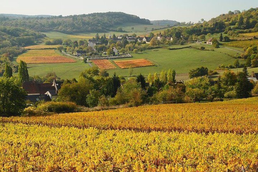 vineyards of Burgundy in October