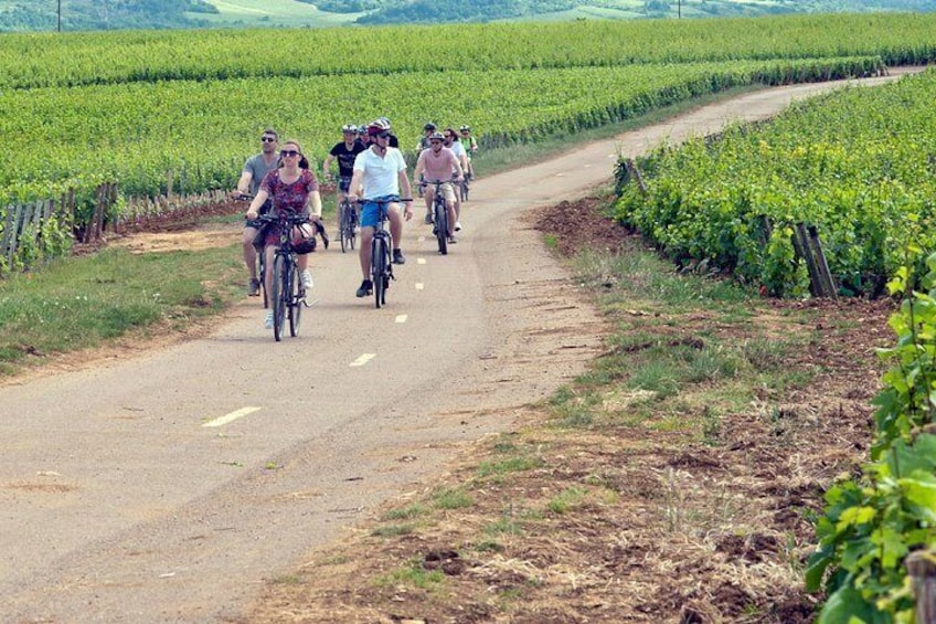 The vineyards by Electric bike