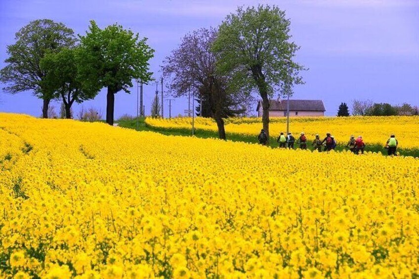 Burgundy Bike ride
