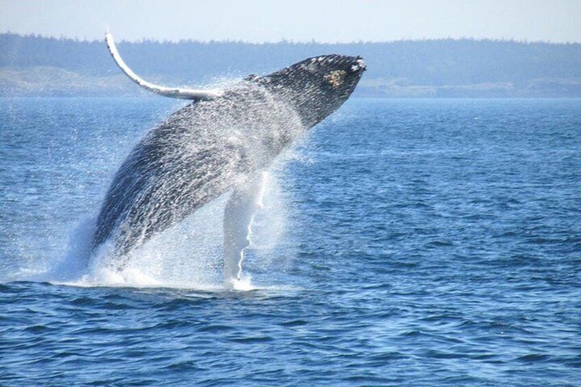 Whale Watching & wine tour