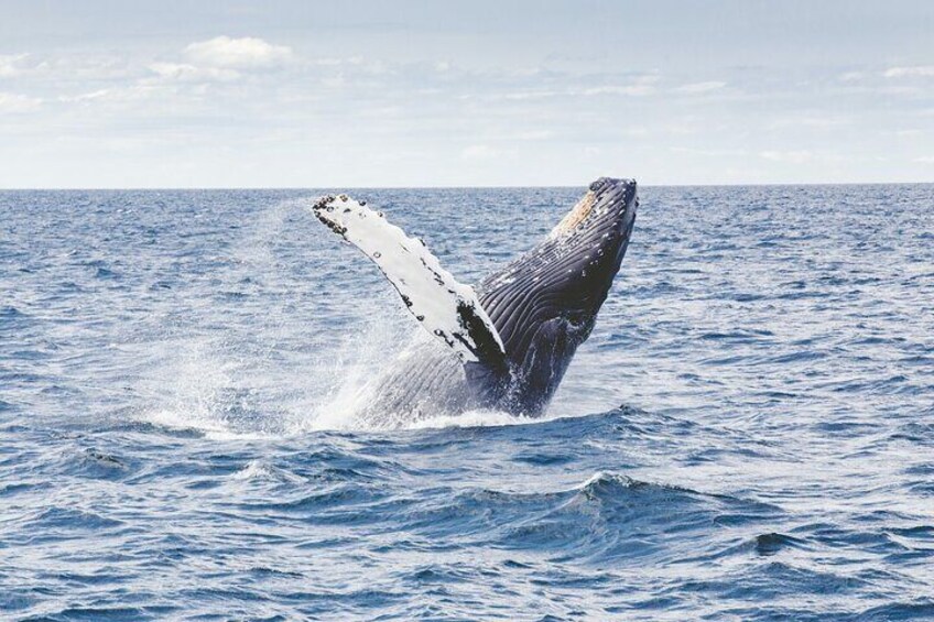 Whale Route Full Day Tour in Cape Town