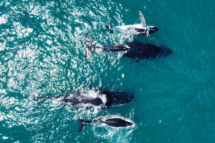 Whale Route Full Day Tour in Cape Town