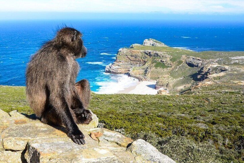 The Cape Peninsula Half Day Tour in Cape Town