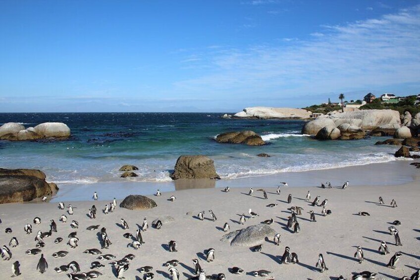 The Cape Peninsula Half Day Tour in Cape Town