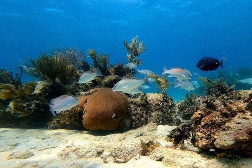 All Inclusive Beach & Snorkel Boat Tour to Icacos Island