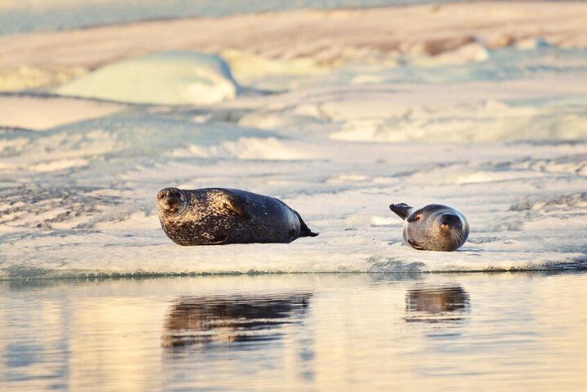 Seals at Glacier Lagoon