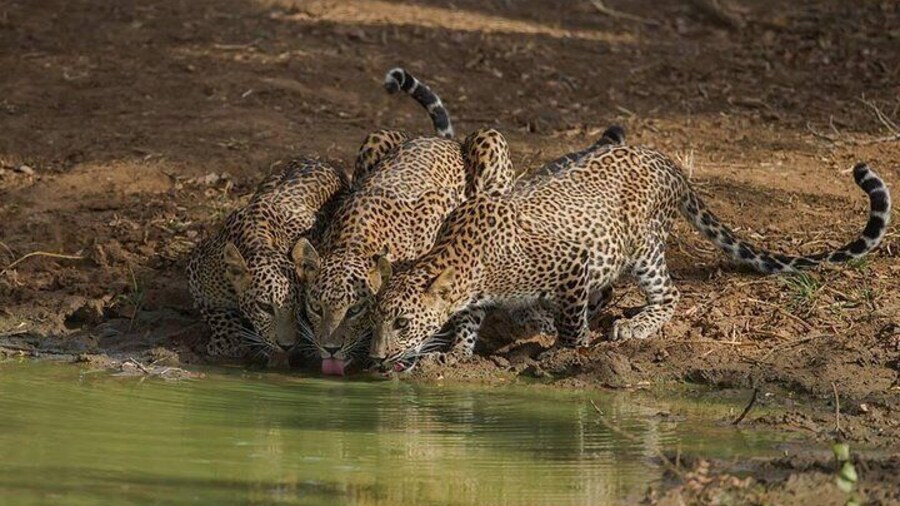 Yala Leopards