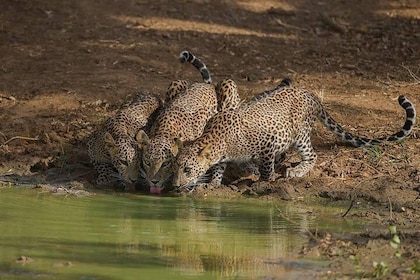 All Inclusive Private Full Day Safari i Yala National Park med frokost