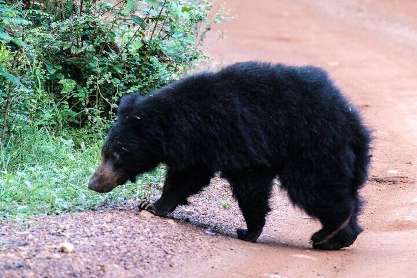 Sloth Bear