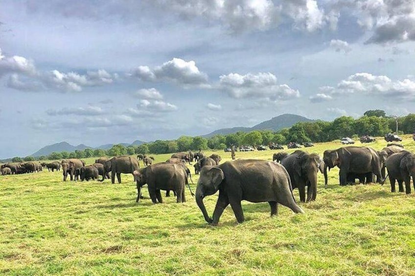 Elephants at Minneriya