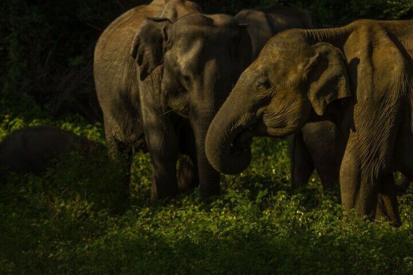 Elephants