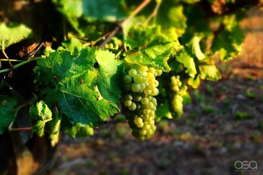 tasting