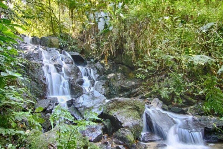 Hiking Tour At Cantareira State Park In Mid Rainforest: Optional Airport Pick-up