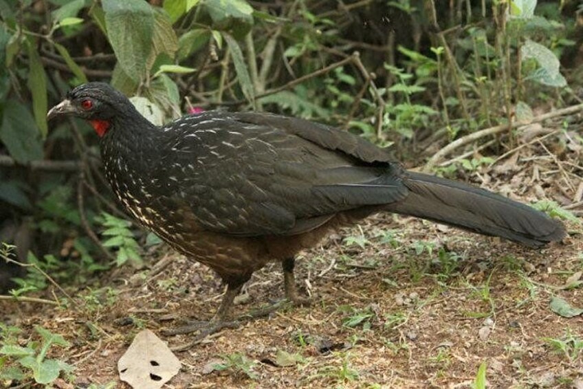 Hiking Tour At Cantareira State Park In Mid Rainforest: Optional Airport Pick-up