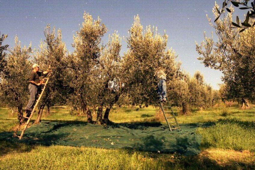 Montefalco: Winery and Oil Mill Tour in with Light Lunch
