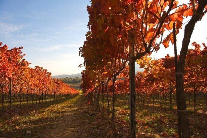 Montefalco: Winery and Oil Mill Tour in with Light Lunch