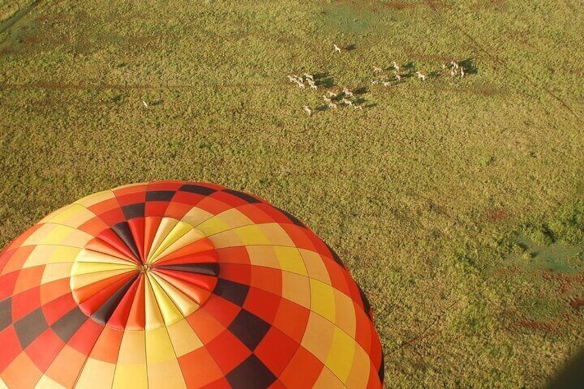 Safari Flight